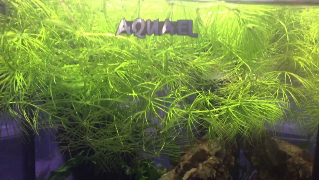 Растения для аквариума сверху плавают