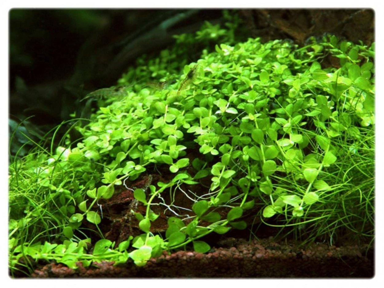 Хемиантус Монте Карло