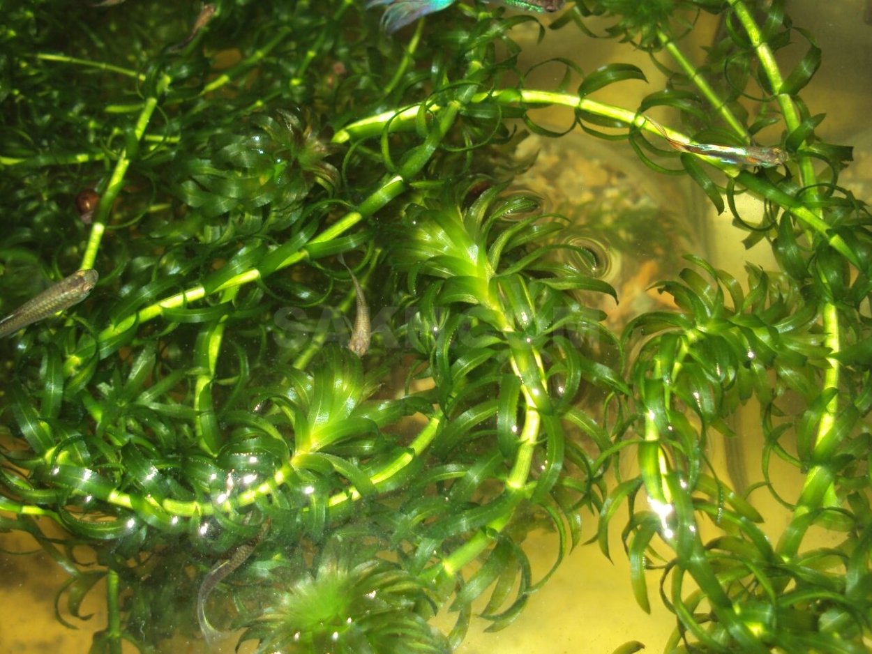 Аквариумное -- - Элодея канадская