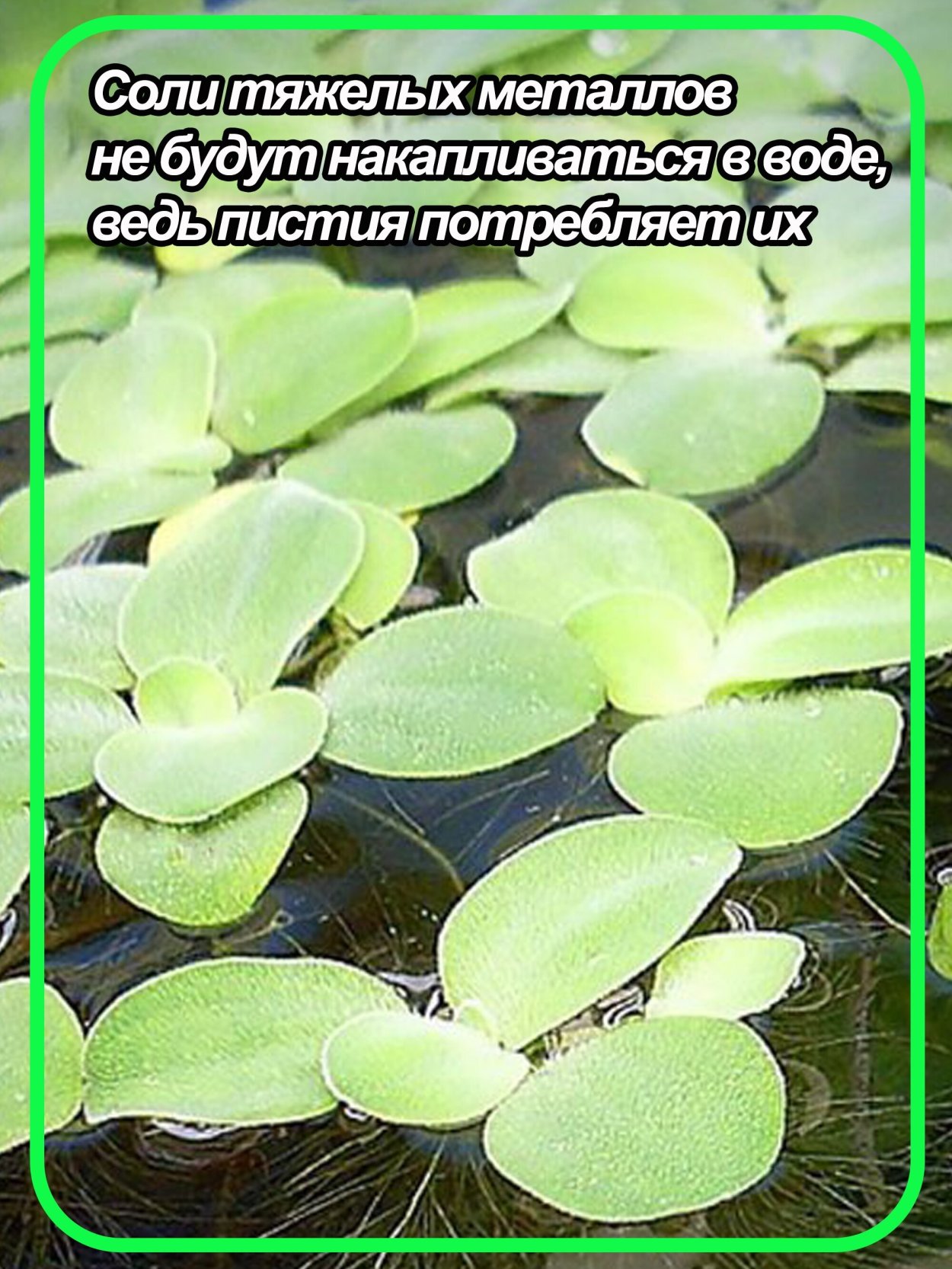 Пистия аквариумное растение