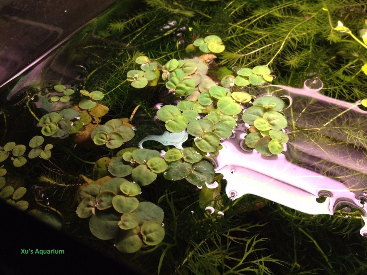 Phyllanthus Fluitans в аквариуме