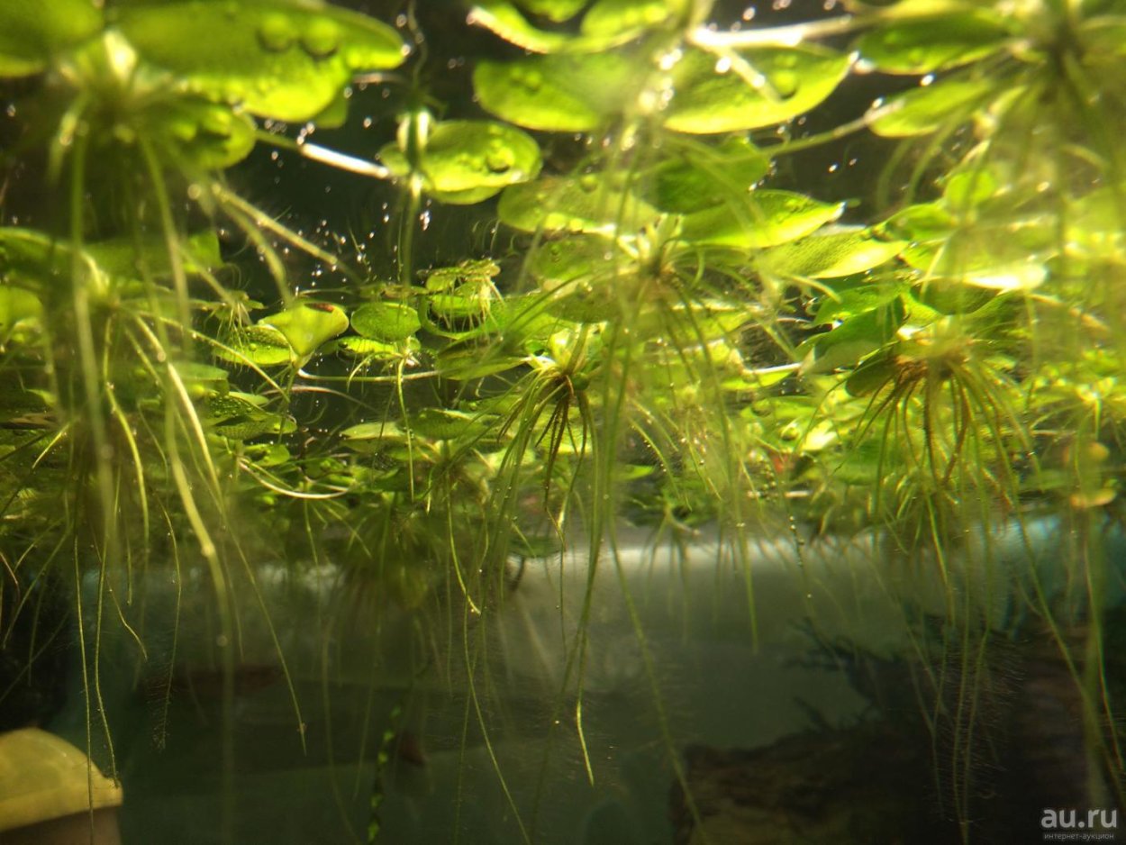 Растения пистия в аквариуме