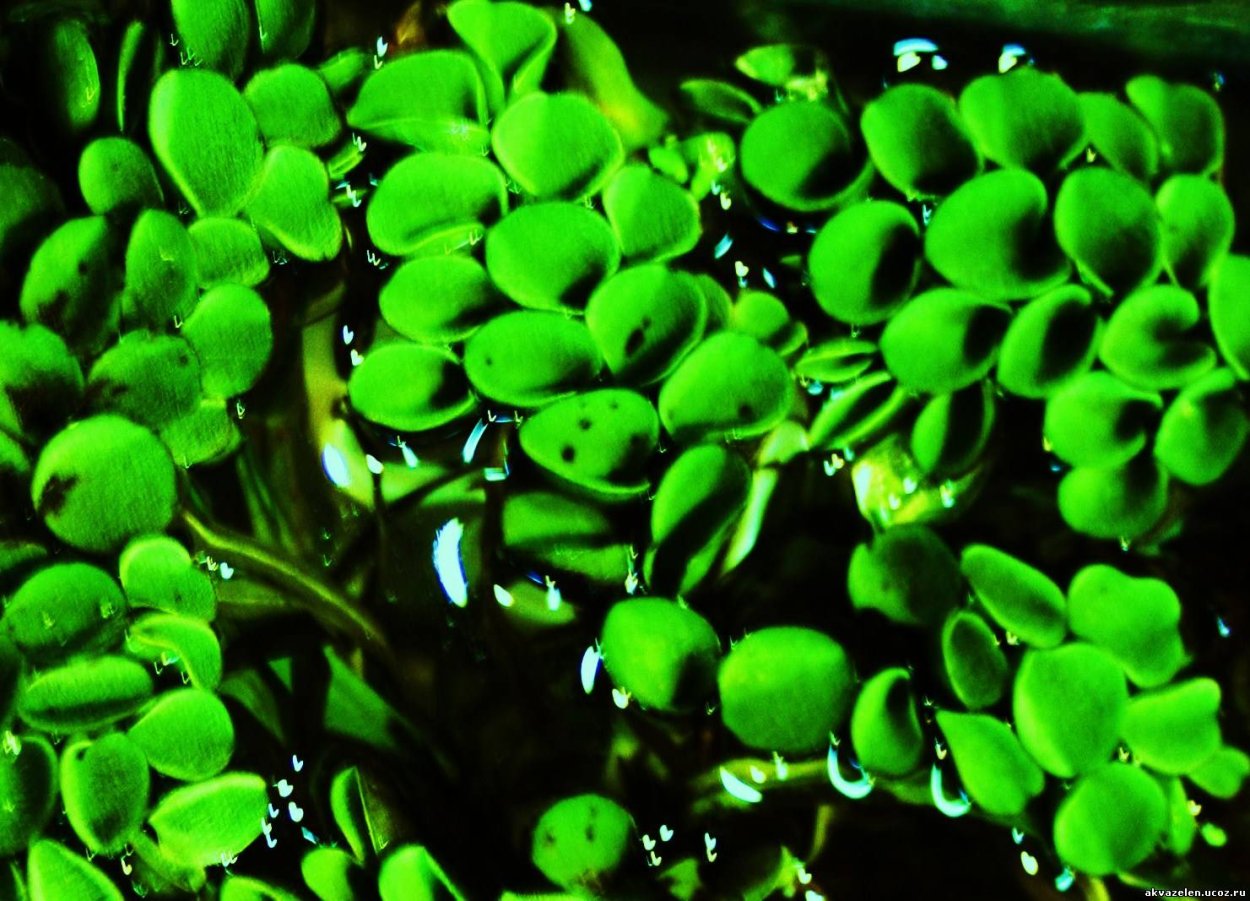 Плавающие Аква растения