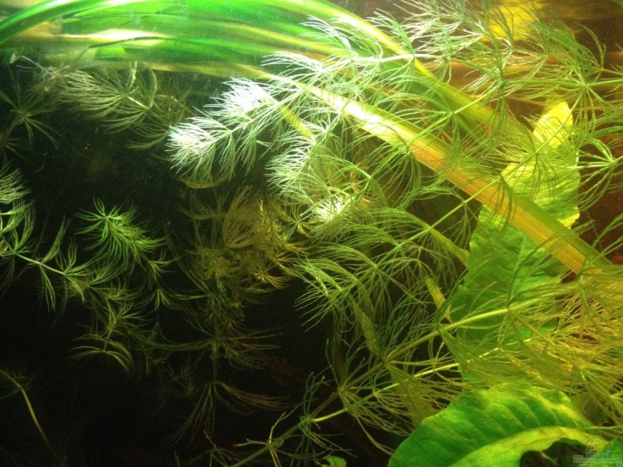 Пастия аквариумные растения