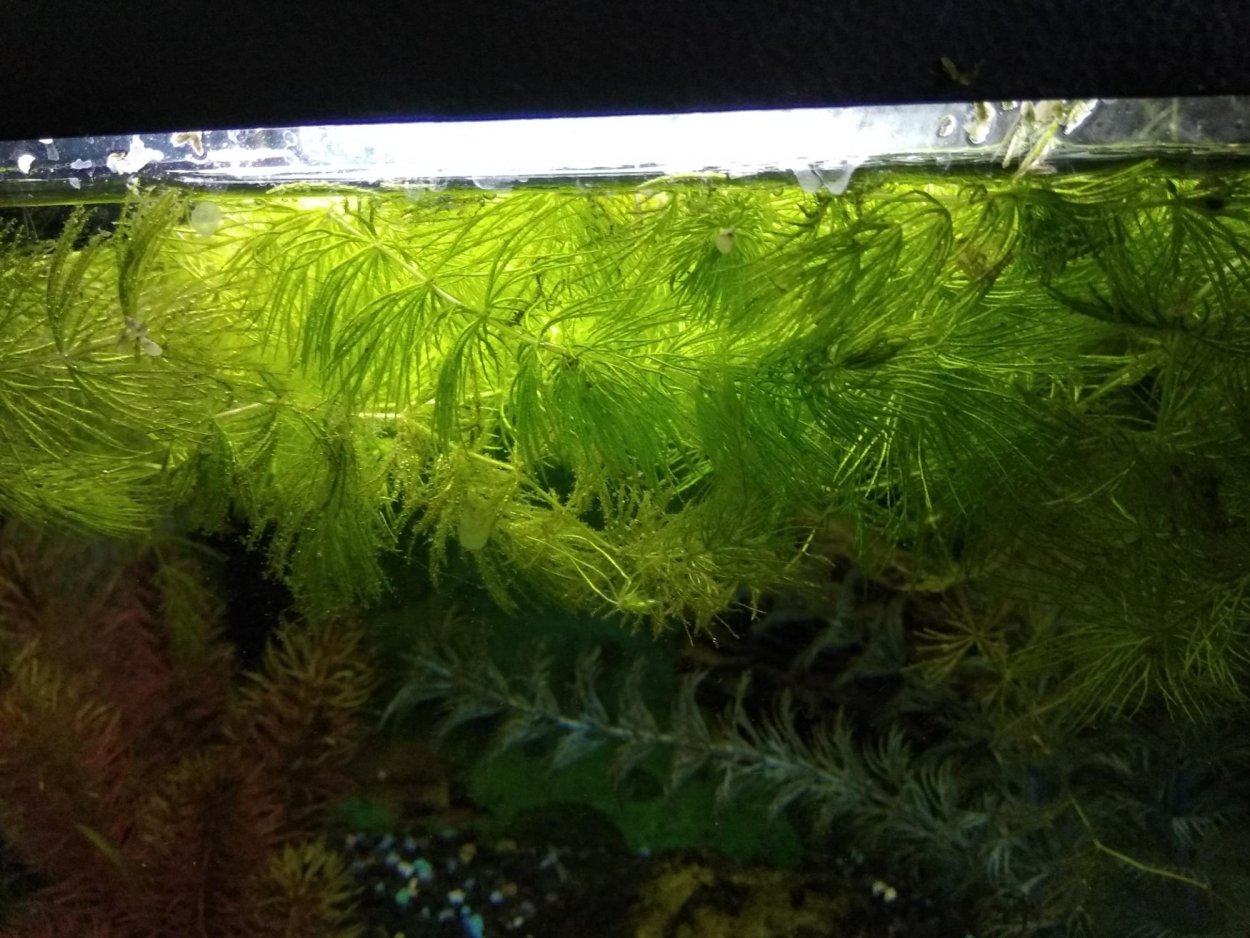 Роголистник и пистия