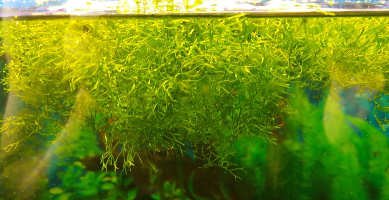 Плавающие аквариумные водоросли