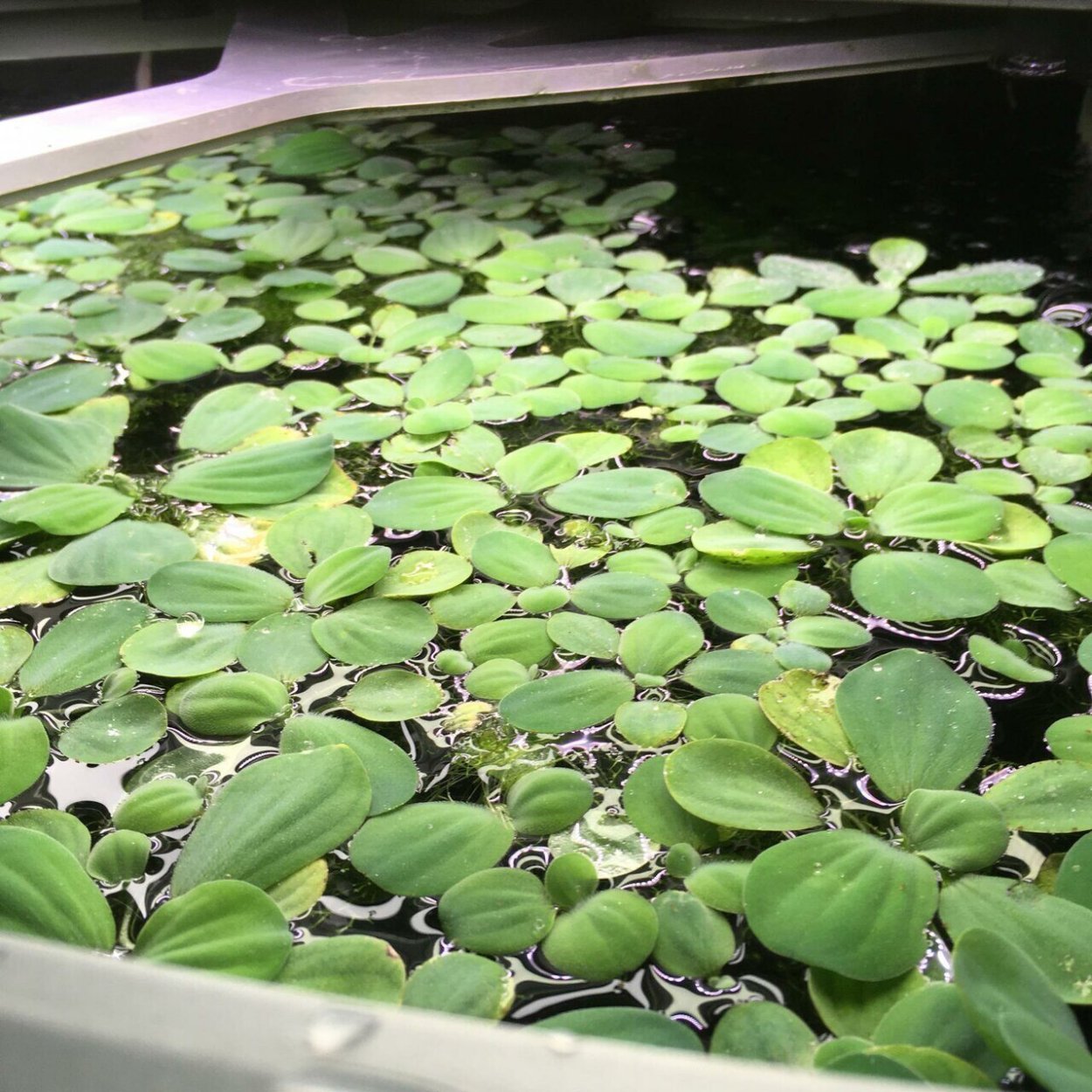 Пеллия аквариумное растение