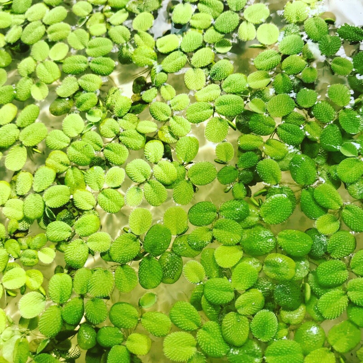 Сальвиния Минима