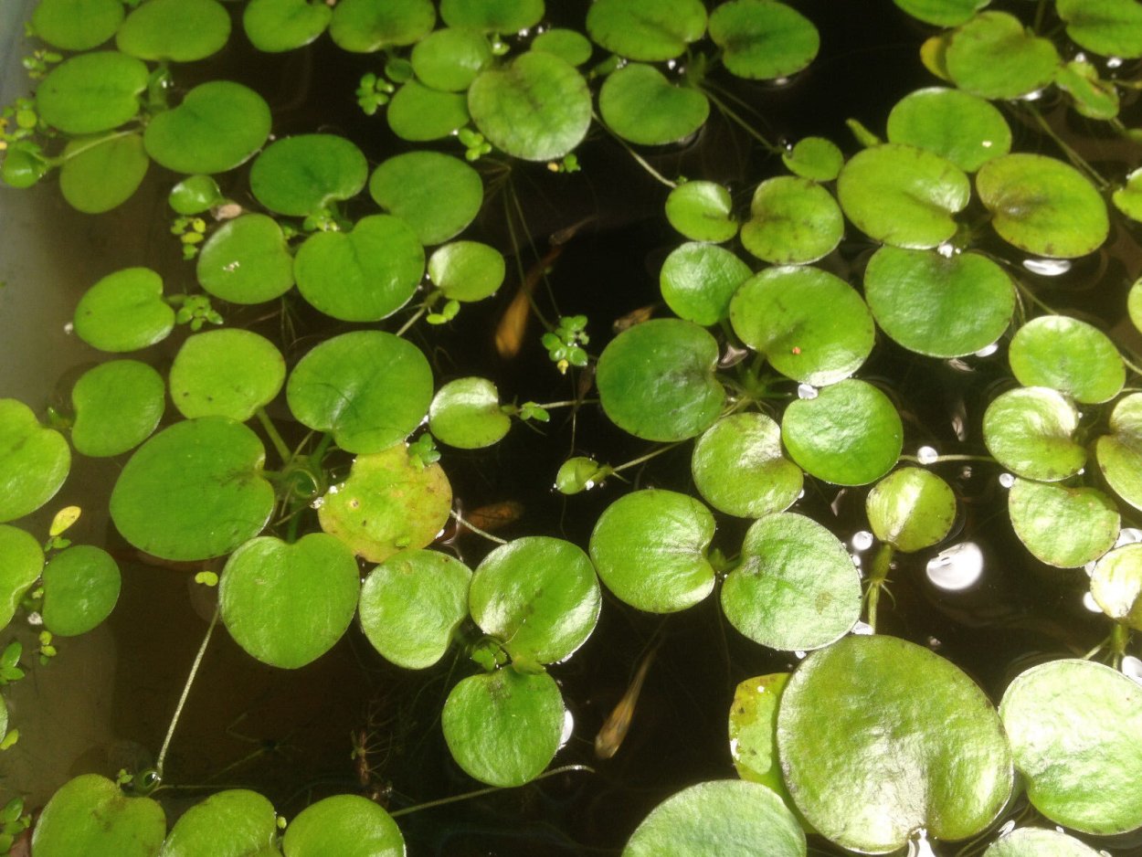 Лимнобиум Амазон