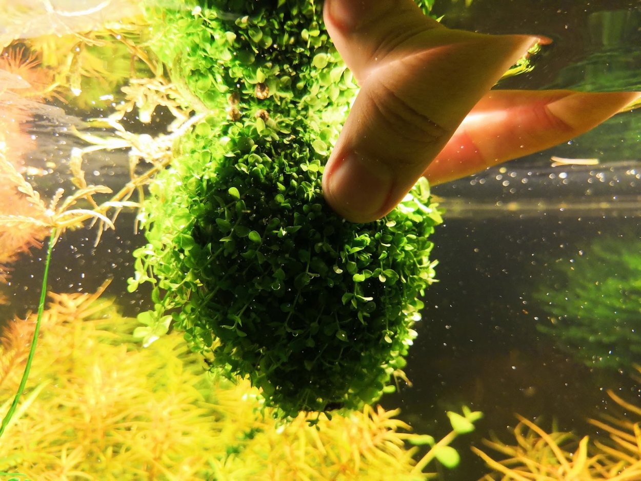 Верхоплавающие аквариумные растения Ряска