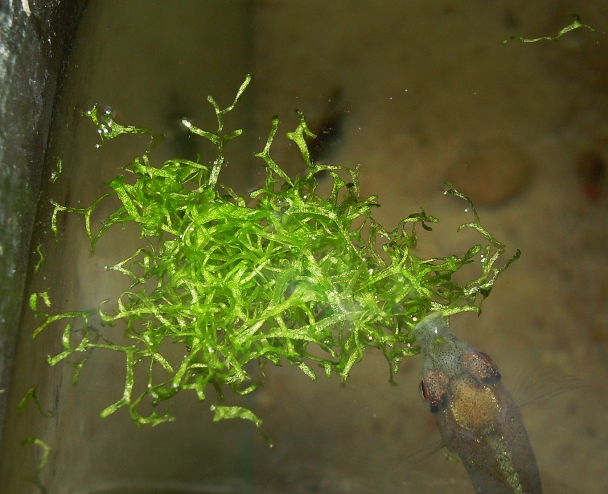 Ричия аквариумное растение