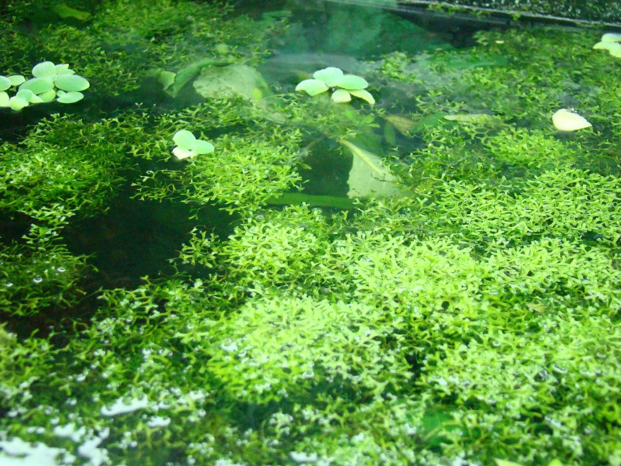 Риччия, пистия