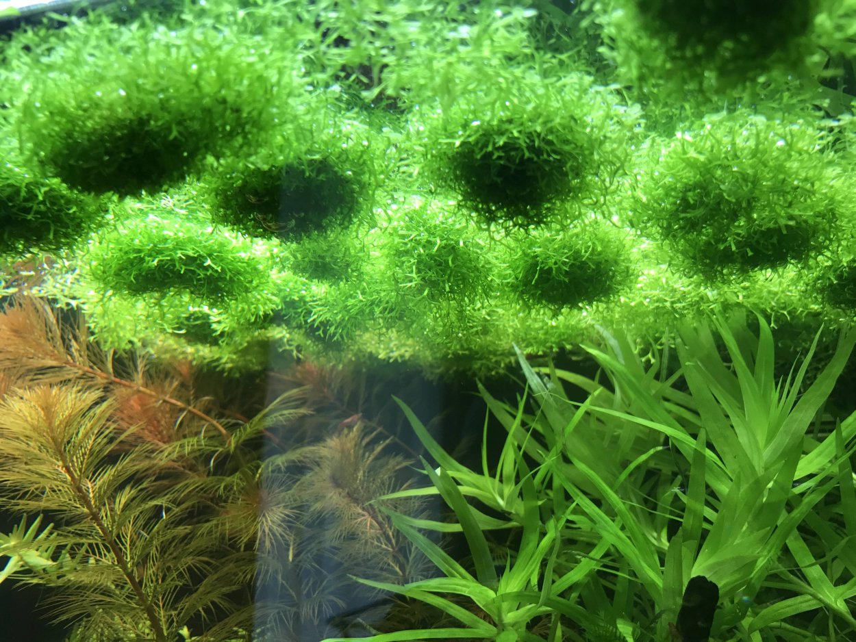 Мох Феникс (Phoenix Moss)