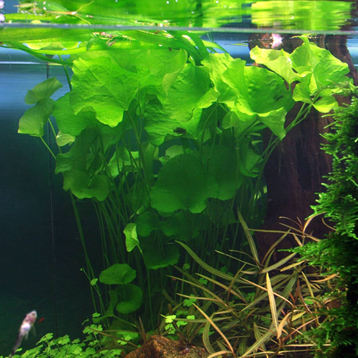 Нимфея Нимфоидес