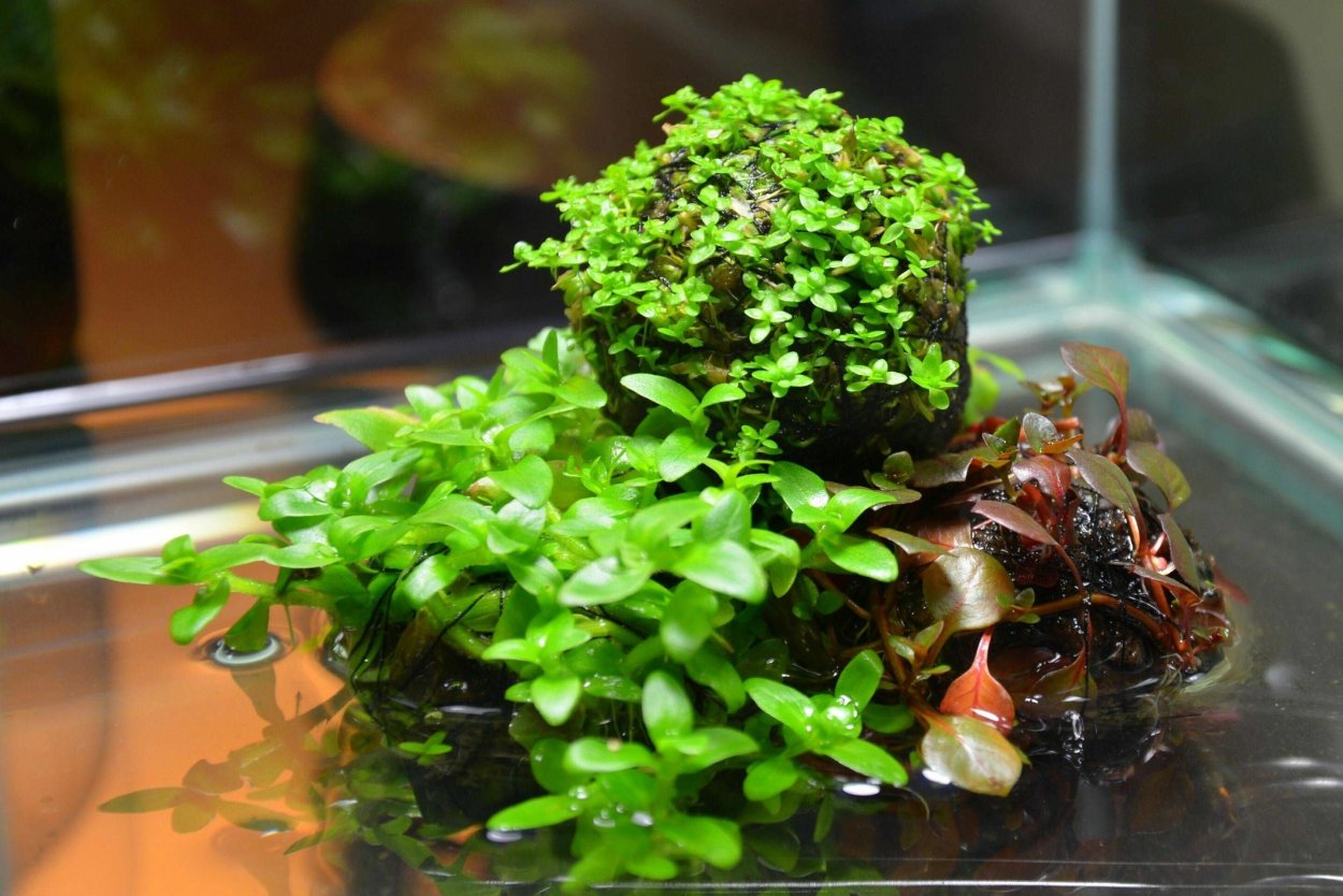 Людвигия Болотная зеленая