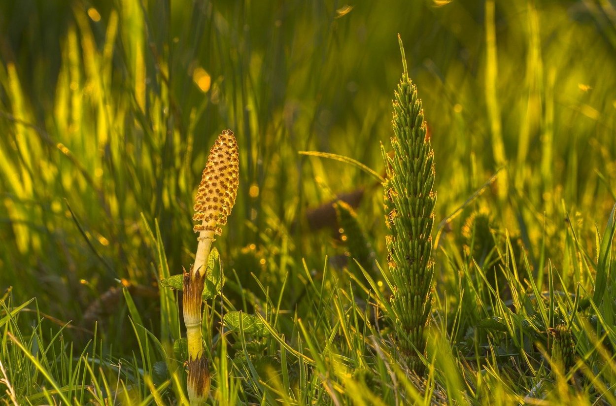 Хвощ полевой Equisetum arvense l.