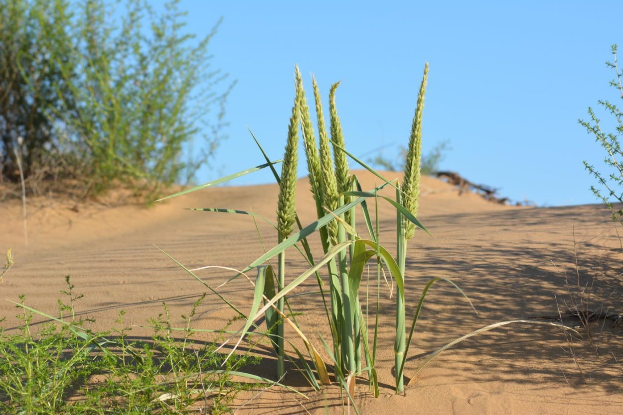 Растение семейства злаковых произрастающее на сыпучих песках