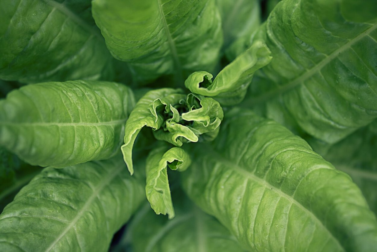 Мангольд белавинка