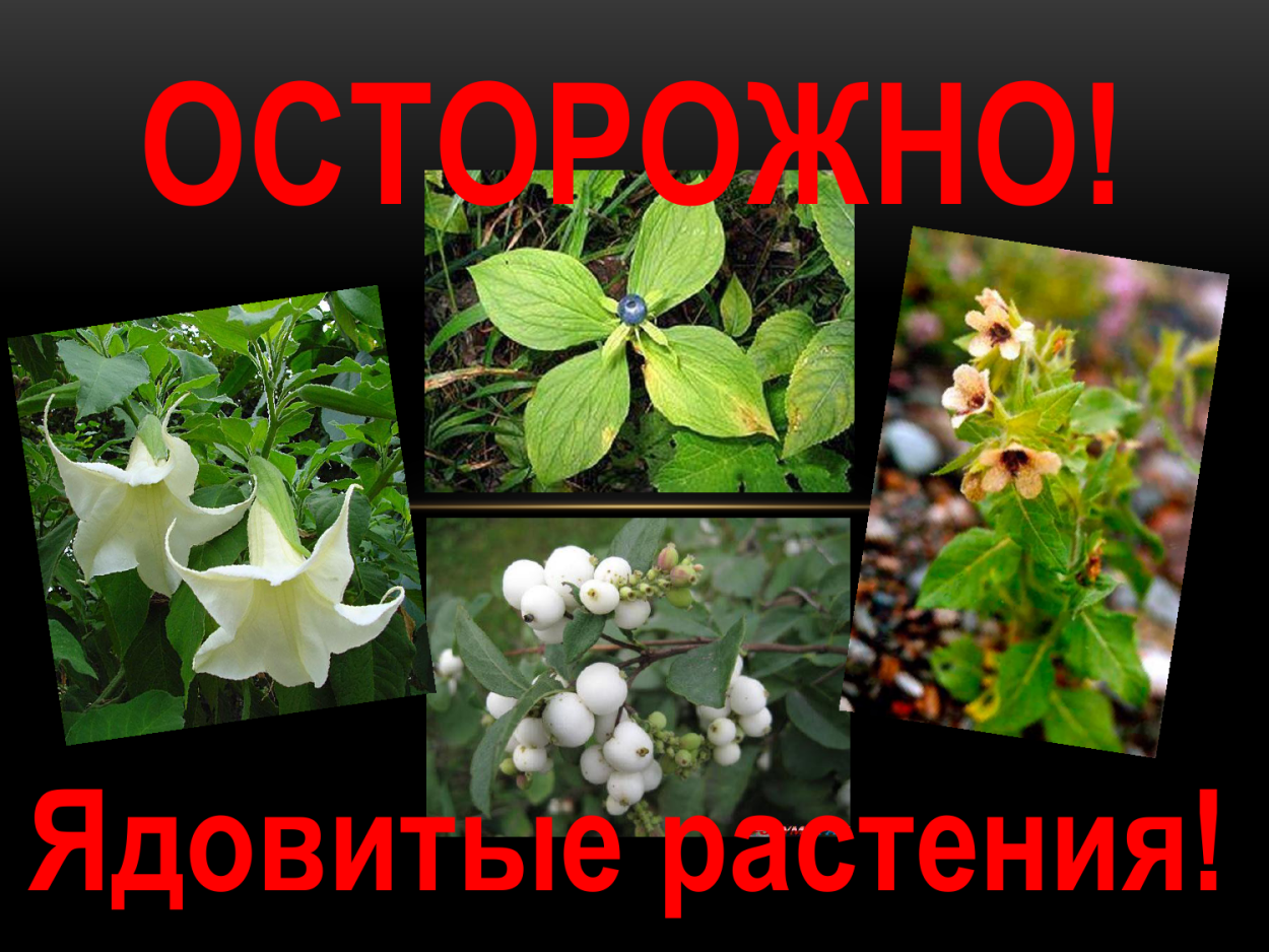 Опасные ядовитые растения