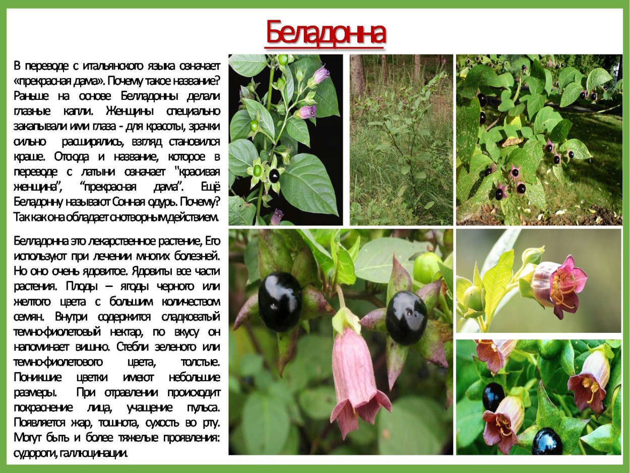 Ядовитые растения Краснодарского белладонна