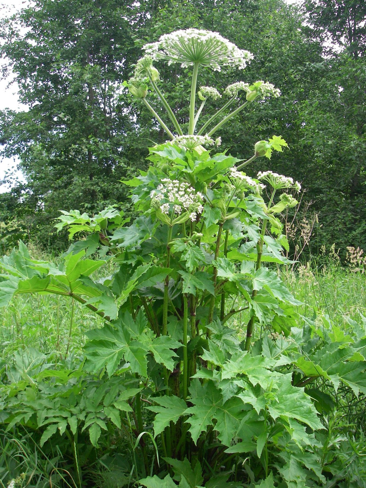 Борщевик Сосновского