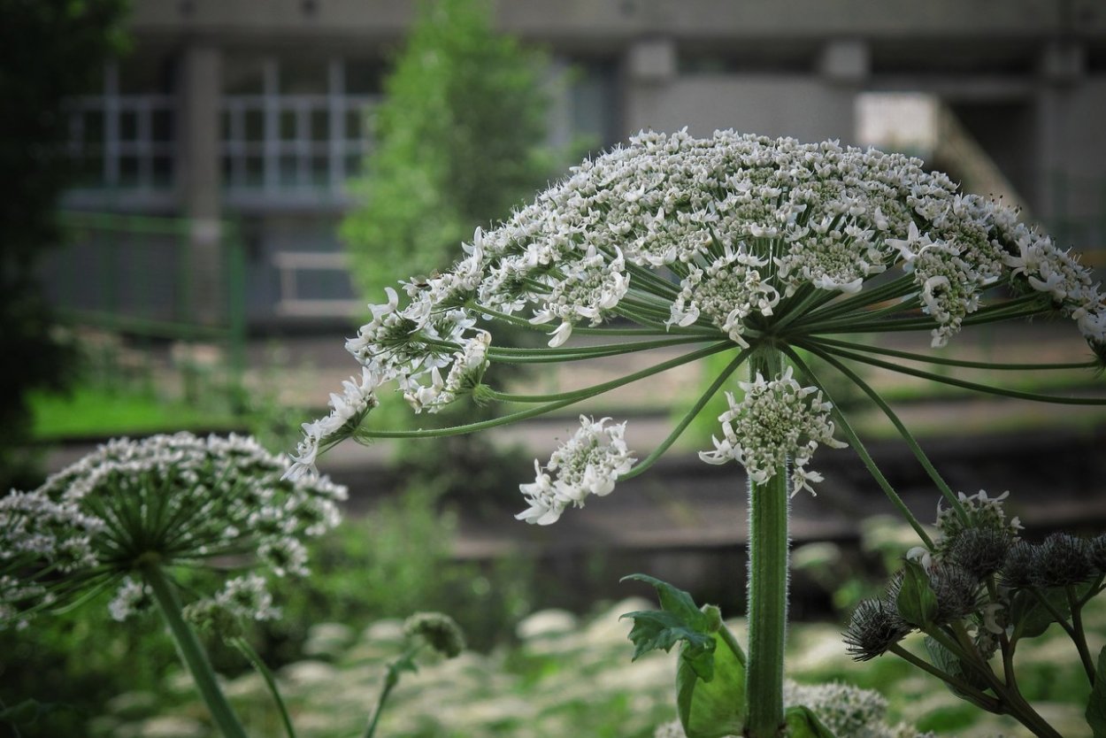 Сорняк борщевик