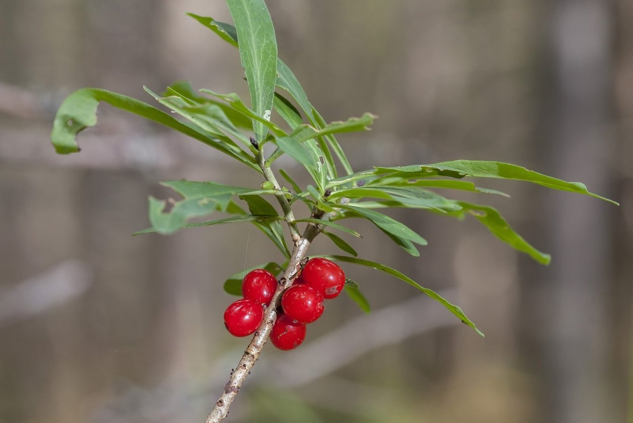 Волчье лыко (волчник обыкновенный).