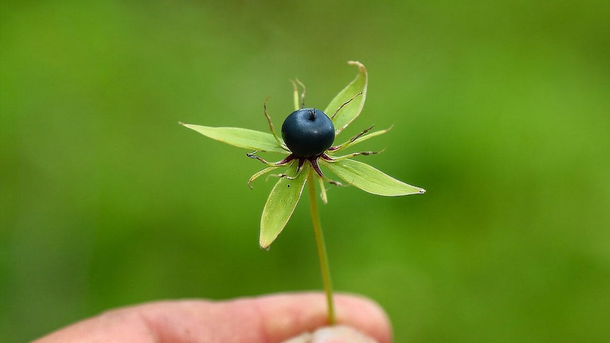 Вороний глаз четырёхлистный