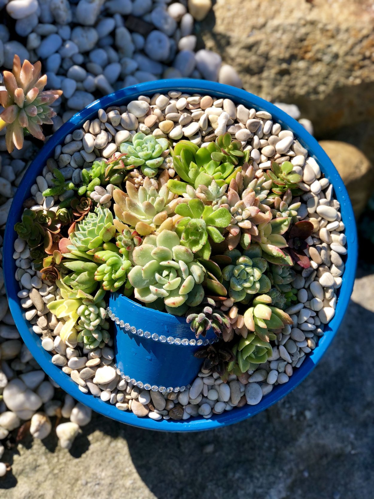 Камнеломки очитки молодило