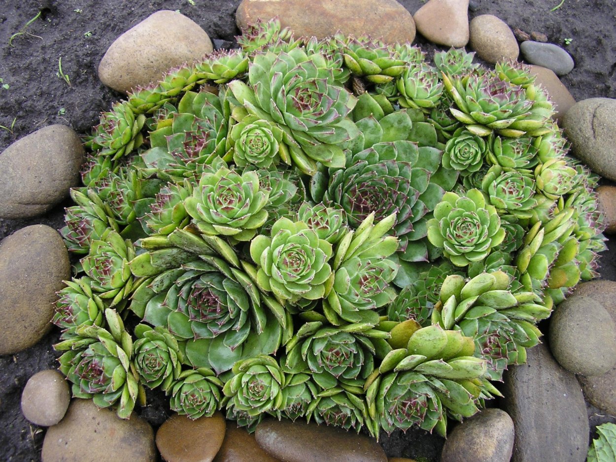 Молодило, «каменная роза» (Sempervivum)