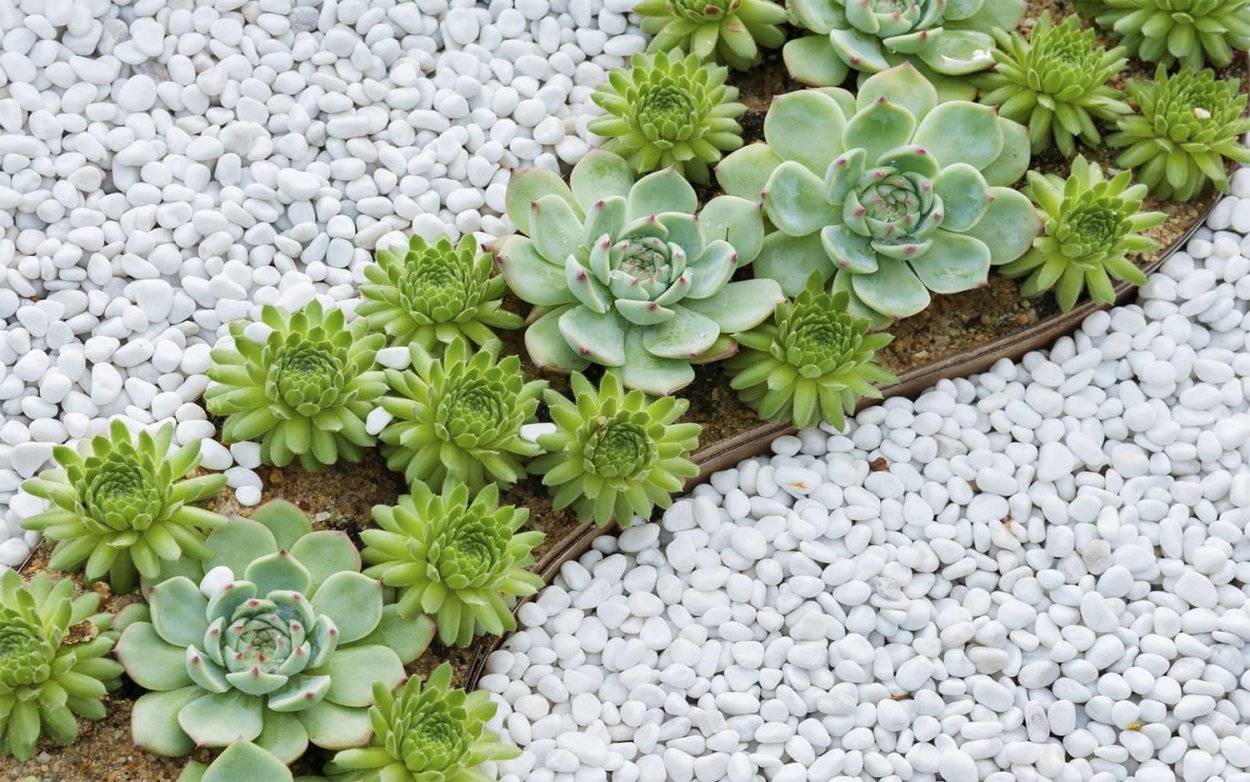 Камнеломка молодило