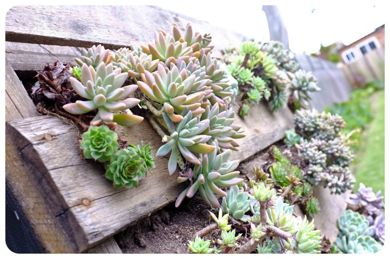 Суккулент Хортица лиановидный