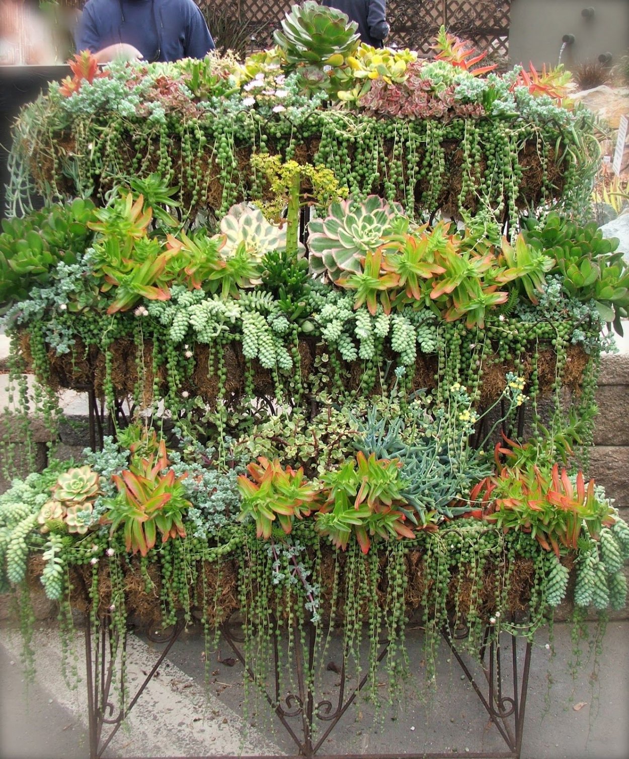 Каскадные Суккуленты