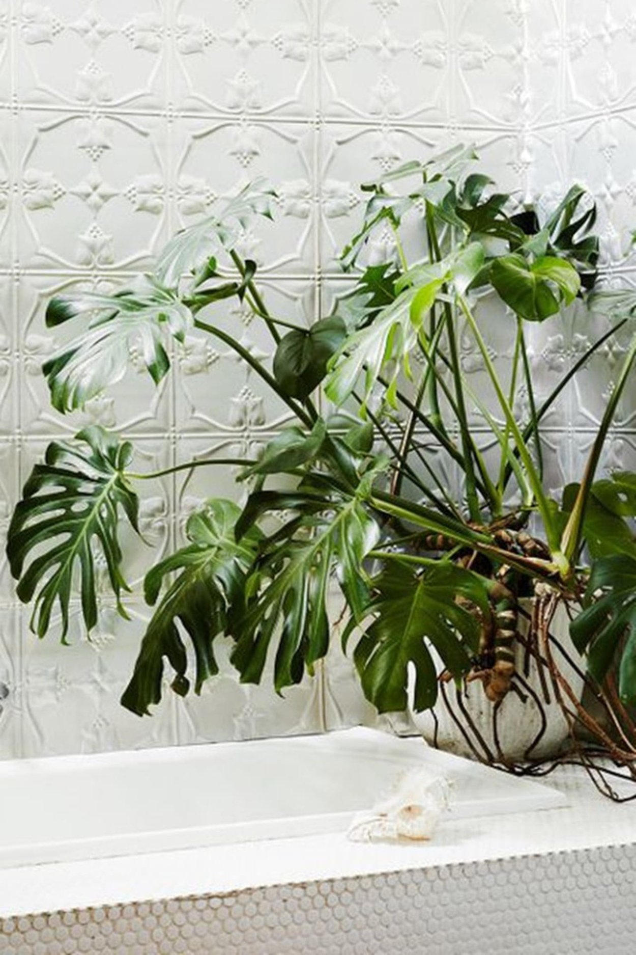 Монстера в ванной комнате