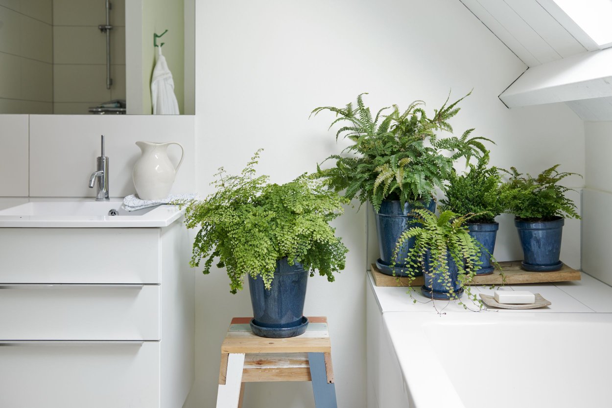 Bathroom with Plants