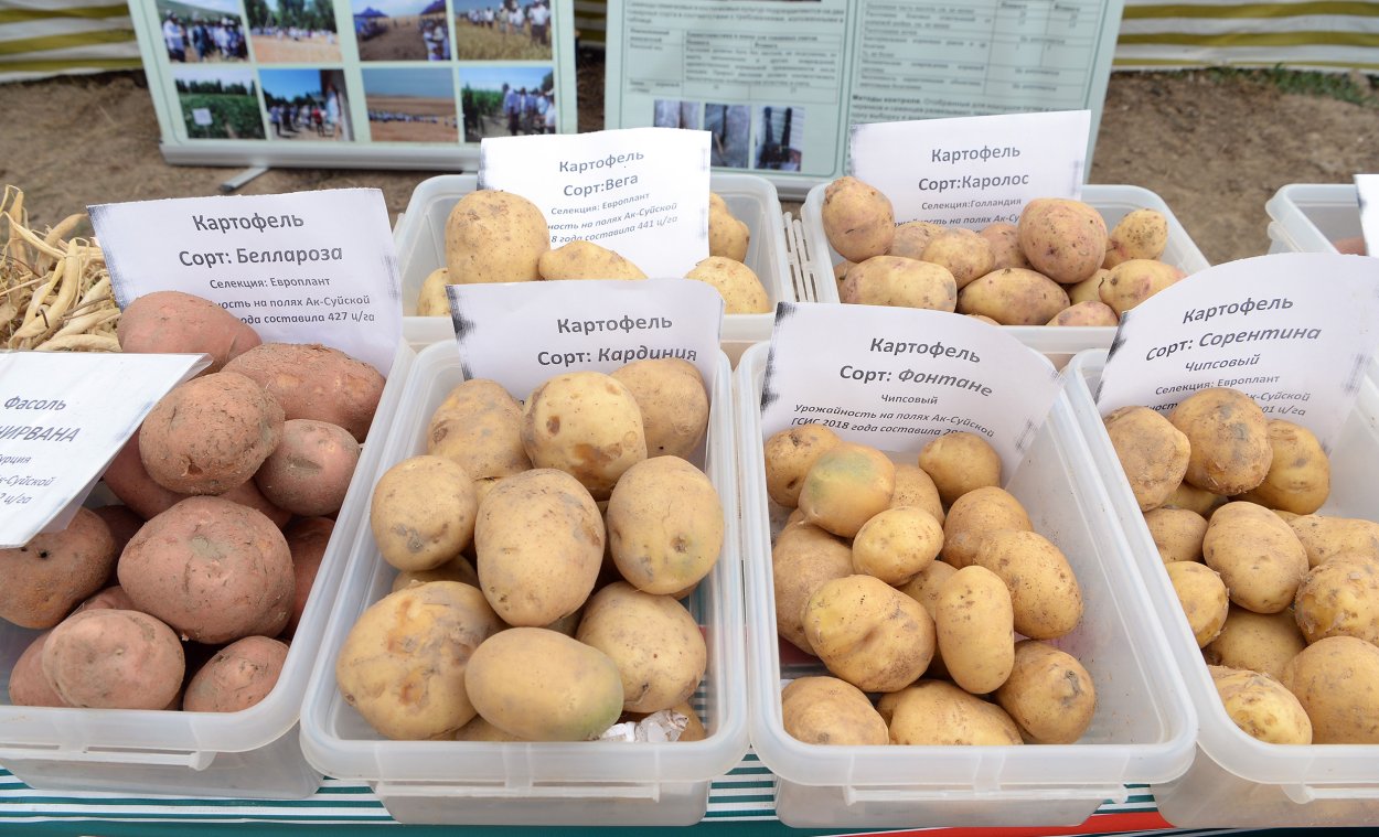 Чеснок Иссык Кульский гигант