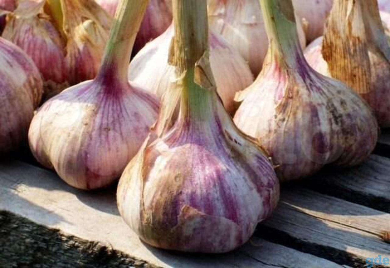 Чеснок Грибовский Юбилейный