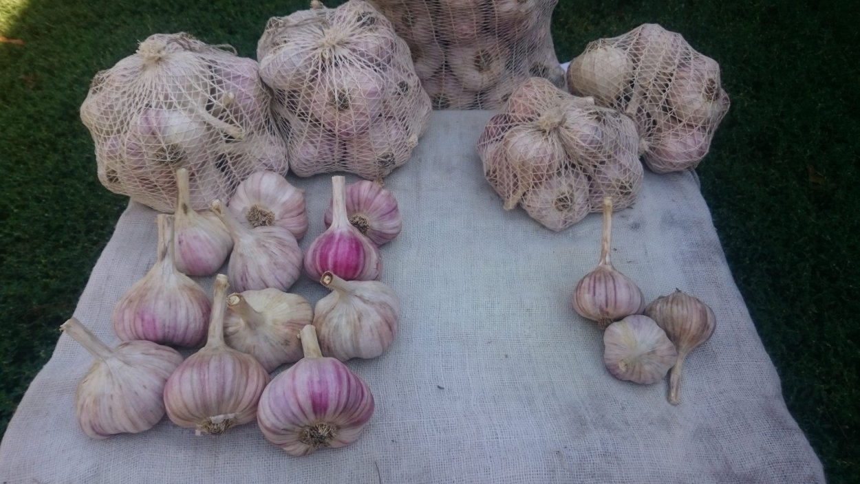 Чеснок Иссык Кульский гигант