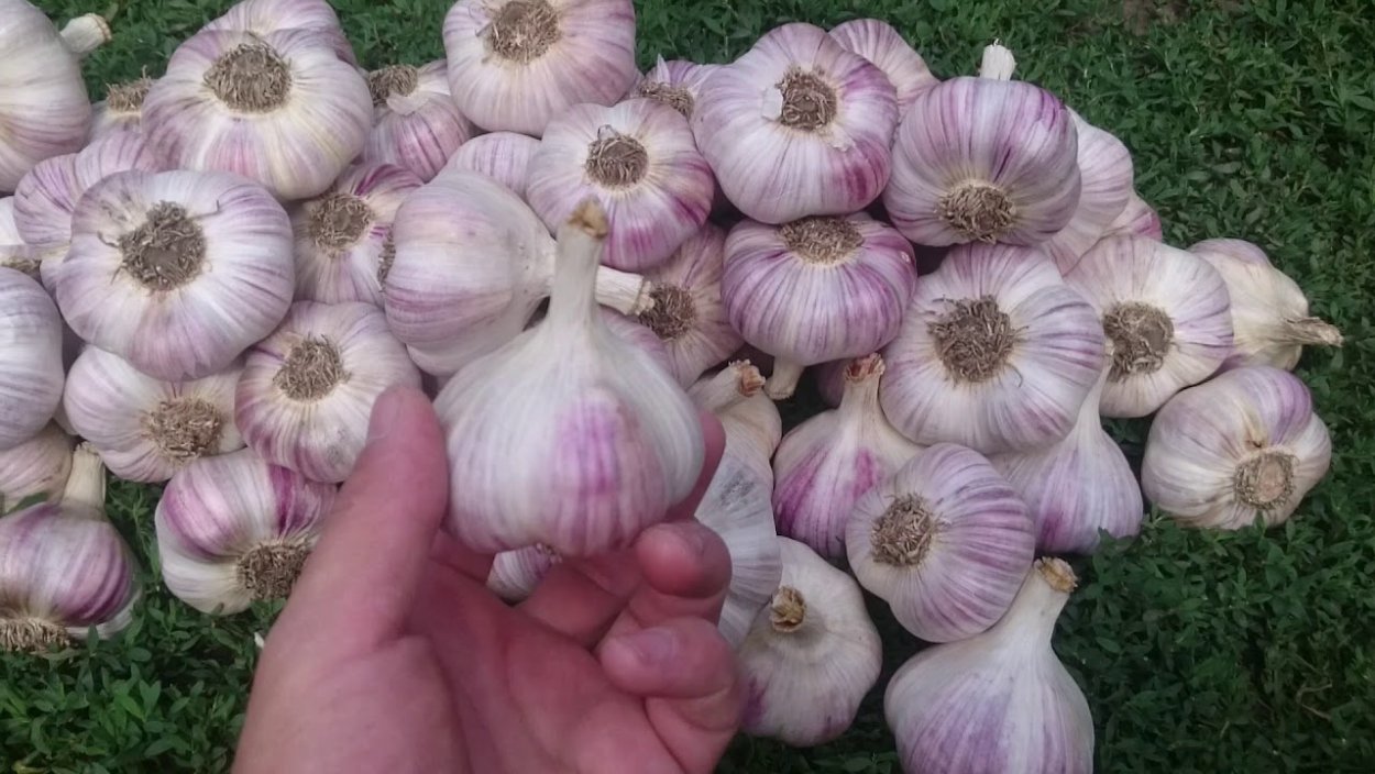 Чеснок сорт Любаша