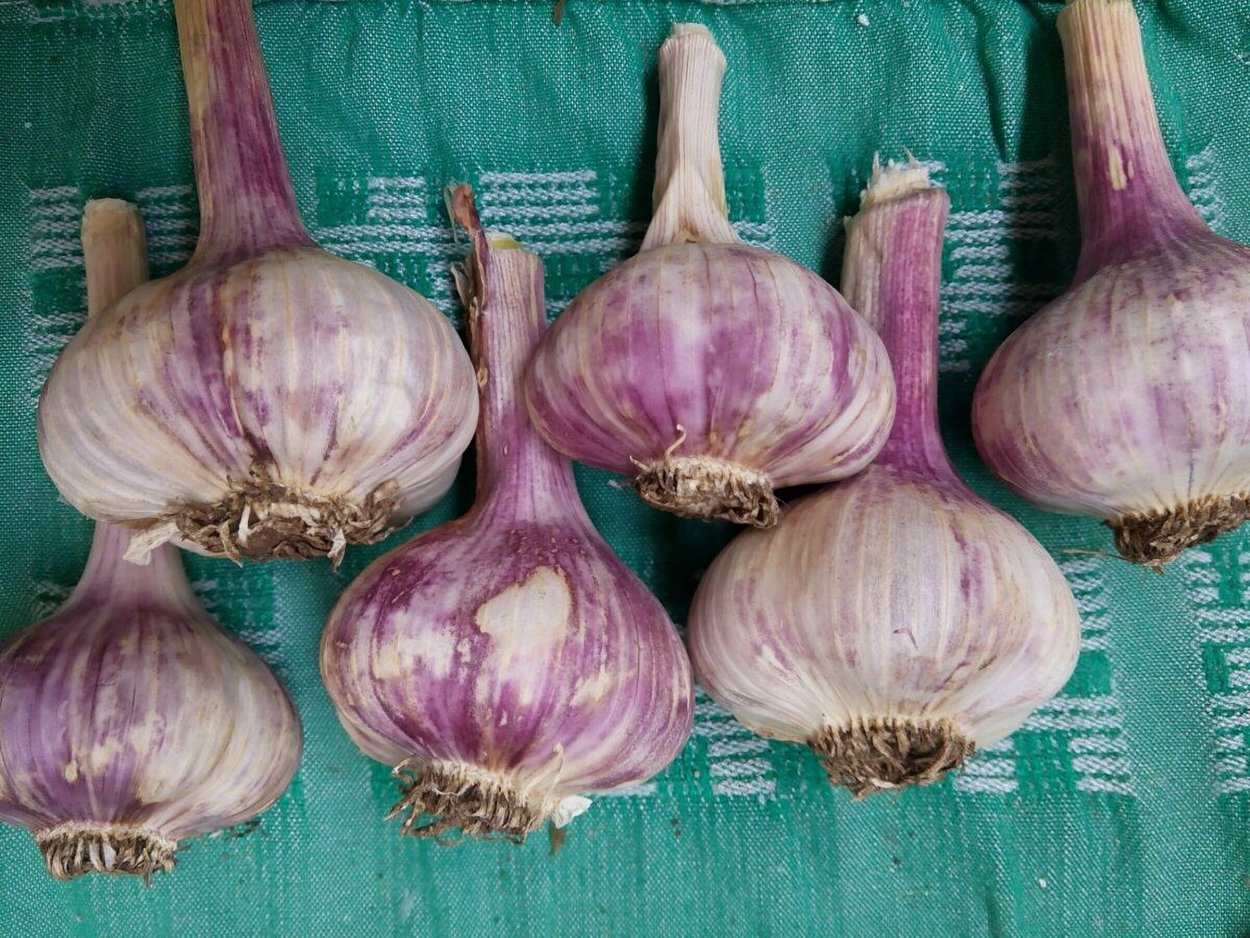 Чеснок озимый Добрыня