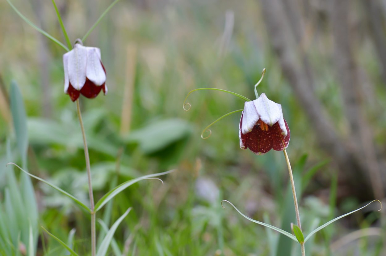 Реликтовые растения Кыргызстана