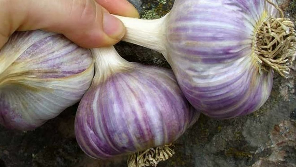 Чеснок сорт Добрыня