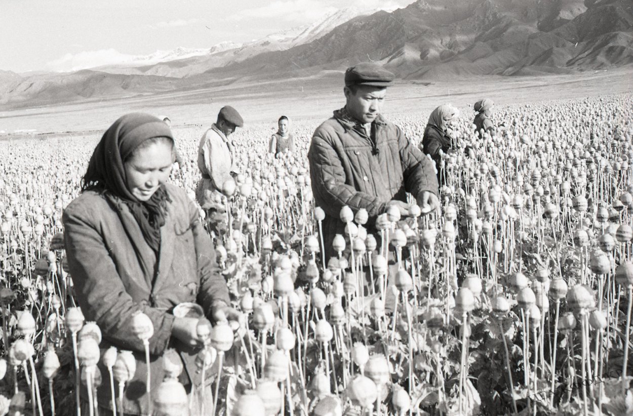 Опийный Мак СССР