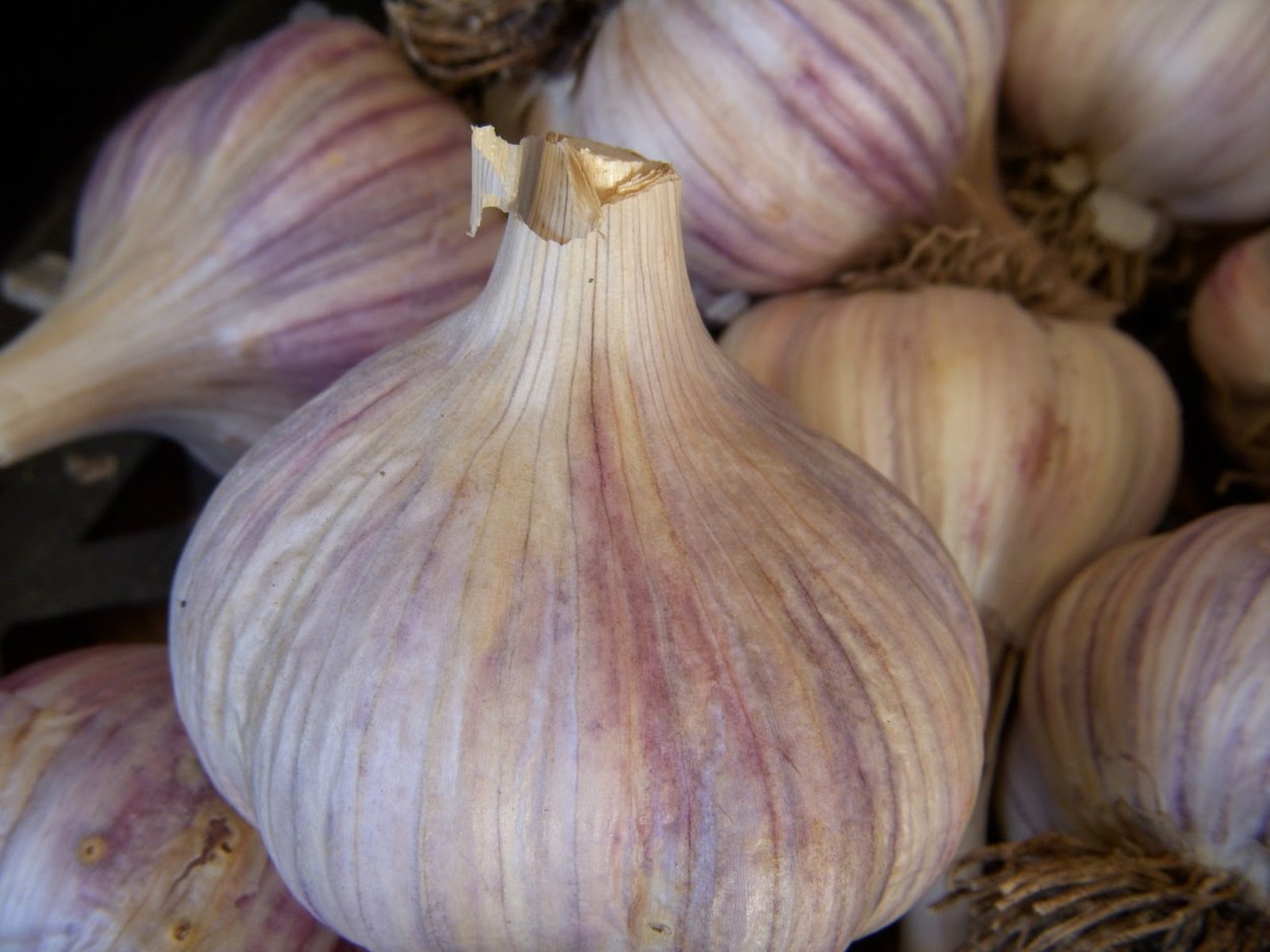 Чеснок сорт Добрыня