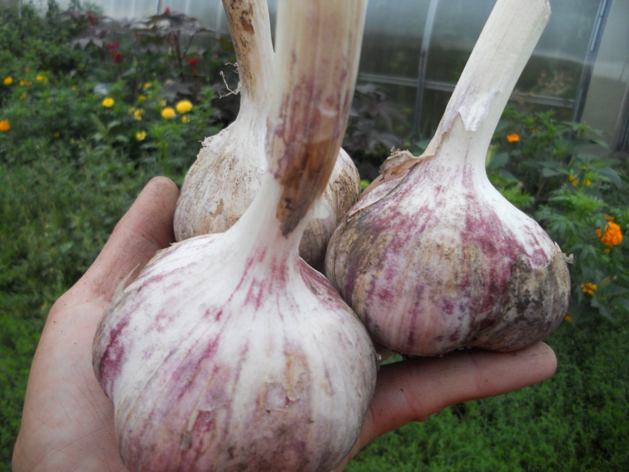 Чеснок Сибирский великан