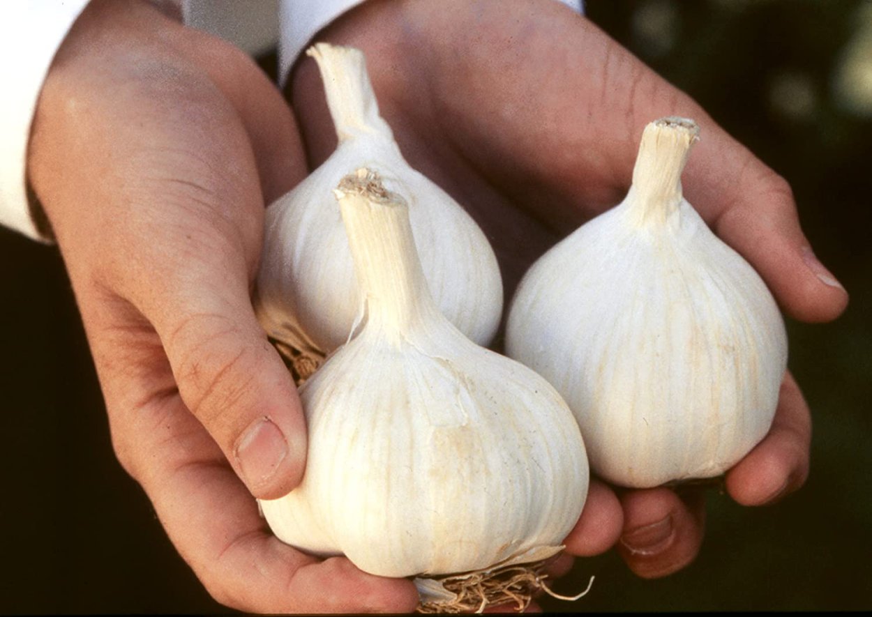 Сорт самого крупного чеснока