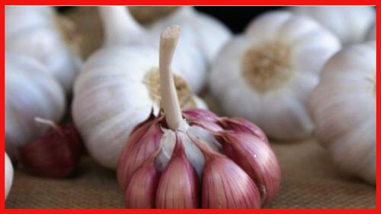 Чеснок Дубковский