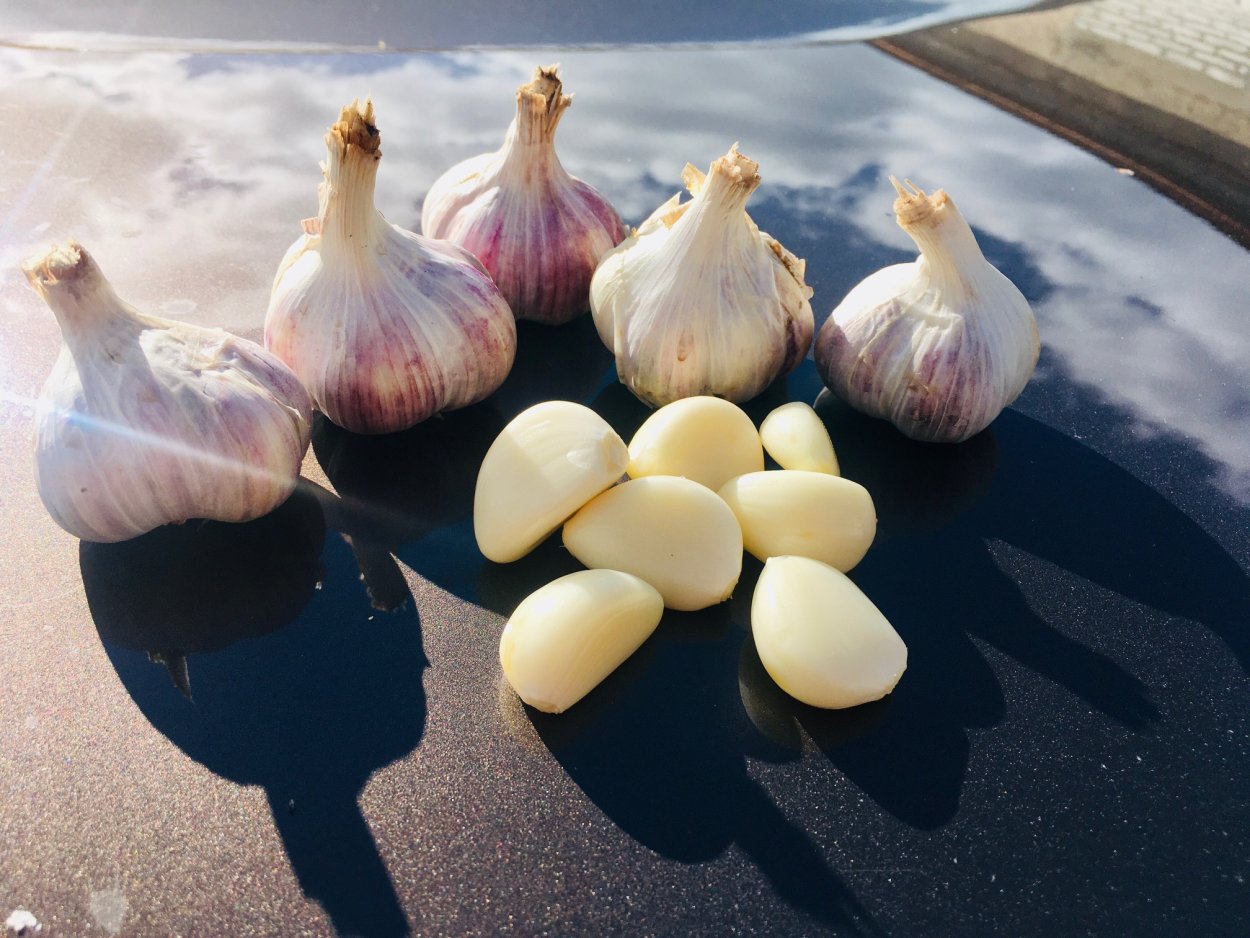 Чеснок Шадейка