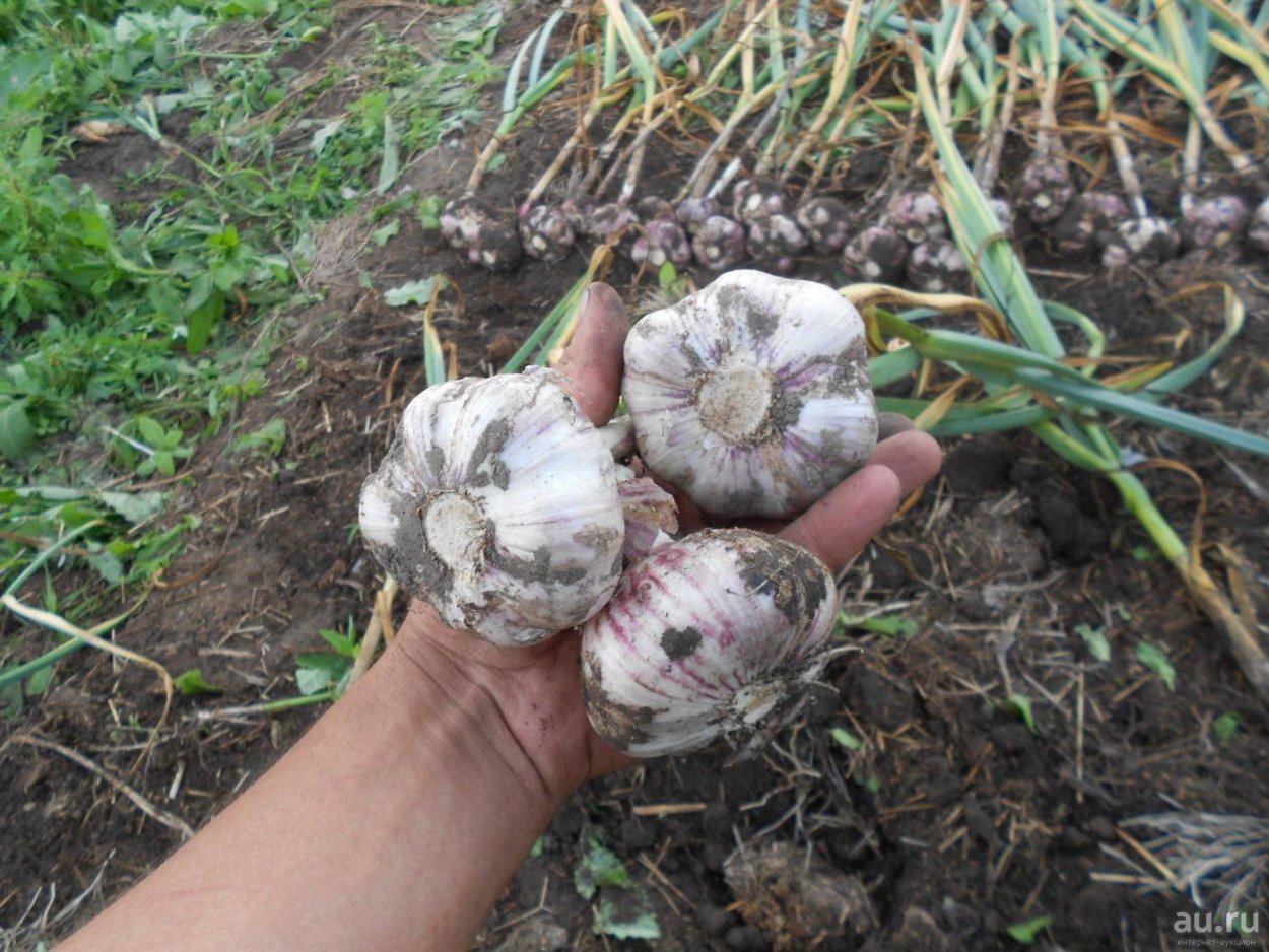Чеснок Сибирский великан