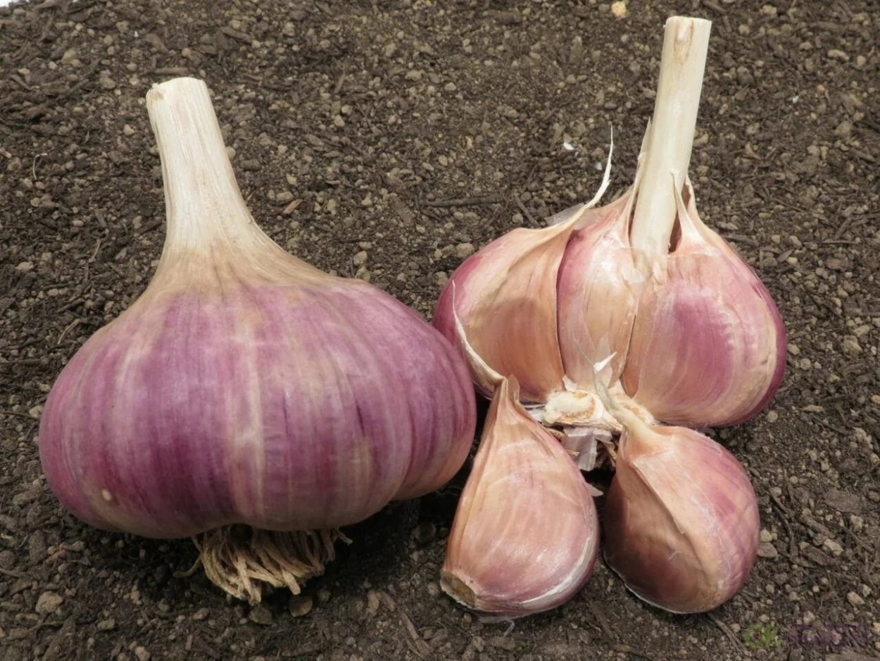 Сорта озимого чеснока Парус